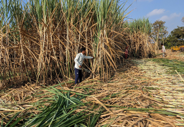 International Business: Indian mills to shun imports as domestic sugar prices drop